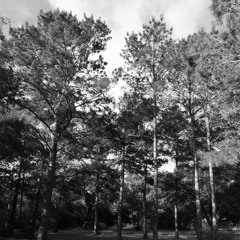 Binaural Field Recordings