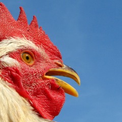 Taboo Blah Blah-Chicken Head