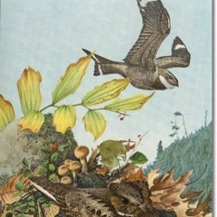 On Whipoorwills