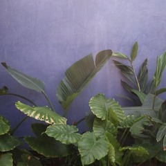 Salad Days - Mac Demarco (cover)