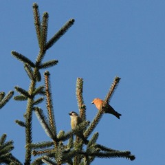 Common Crossbill - A Short Documentary