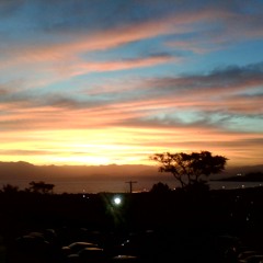 Cidadão Quem- Girassóis