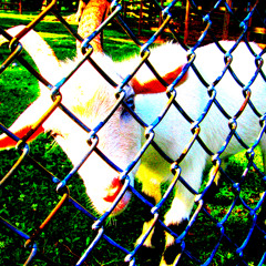 "You Can't Rollerskate In a Buffalo Herd" Roger Miller Cover