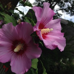 Zum1@Eclipse Synchronicty 2014