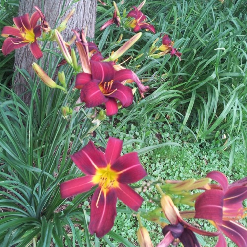 Amana (disquiet0135-soundofsummer)