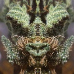 Trichomex of kush