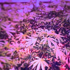 G. Nol$- Cannabis Activist