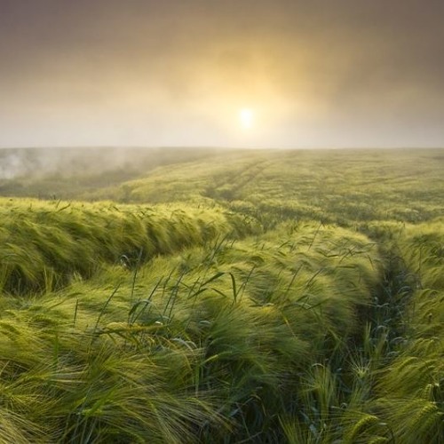 endless field wandering