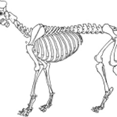 Minnows! - The Dog Catcher