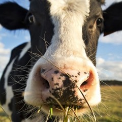 O MAL DA VACA  de Begoña García Ferreira