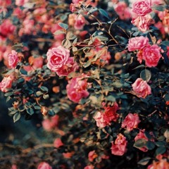 لطفي بوشناق - بيديّا جمعت النوار / Lotfi Bouchnak - Bidaya Jmaat Ennawar