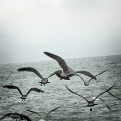 Seagulls In Flight (2014)