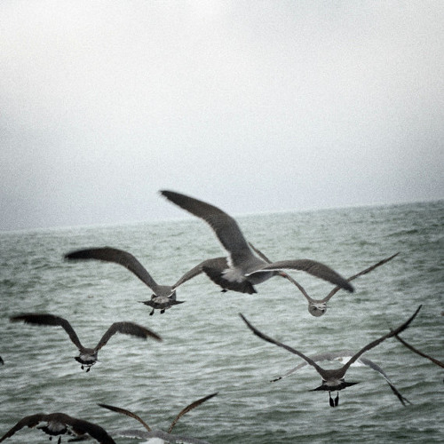 Seagulls In Flight (2014)