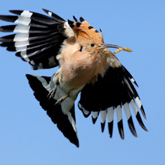 تلاوة من سورة النمل من أجمل فجريات إمام #الحرم ش. عبدالله الجهني