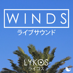 W I N D S (ヤシの木)