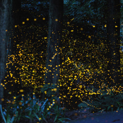 xQz - Fireflies - 2014