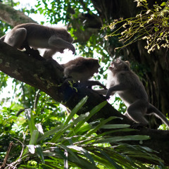 Piano In Cminor (Chaotic)