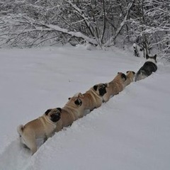 Born on a Train (Magnetic Fields cover)