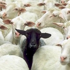 Escape Of The Black Sheep