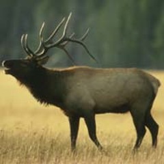 Freestylin' Caribou (Unicorn Rave Mashup) - Big Sean vs. Sikdope vs. Tech N9ne