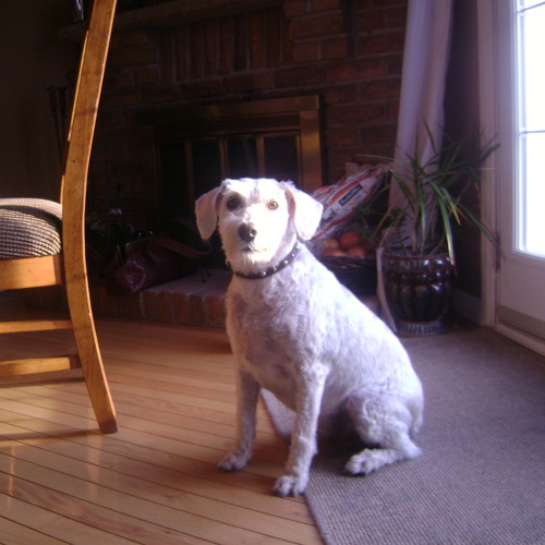 Where Can I Take My Dead Dog