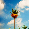 Giegling Mix 05 I Traumprinz - this is not... DJ mix artwork - Electronic music tracklist cover image