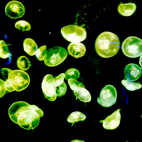 Shpongle - How The Jellyfish Jumped Up The Mountain