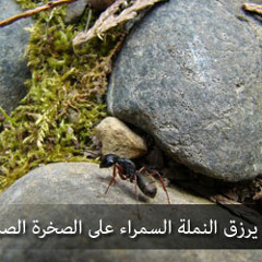 تلاوة بديعه من سورة آل عمران - الشيخ محمود خليل القارئ #مزامير #المدينة