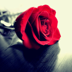 Kiss from a Rose (cover)