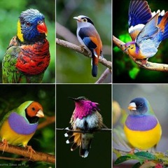 HAWAIIANSHIRTOUTFITSMISSIONSTATEMENT