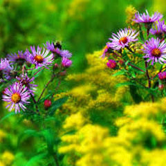 BLOOM - free download