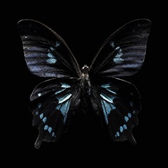 DT Butterfly Remix SC Edit