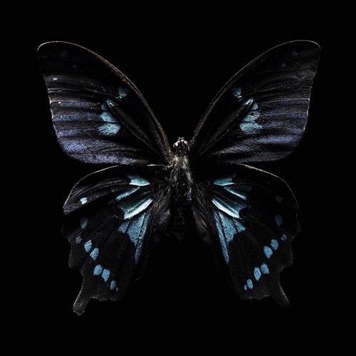DT Butterfly Remix SC Edit