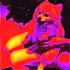 The Inadvisable Combination of Rockabilly and Methamphetamines