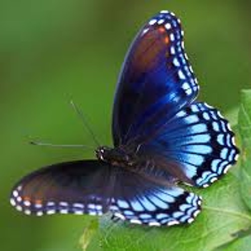Uplifting Trance