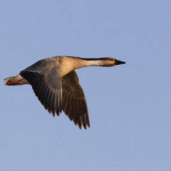 Swan Goose Delivers The Letter 鴻雁捎書