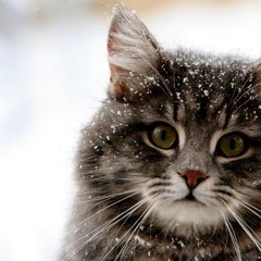 Cat Killer Brought To Justice