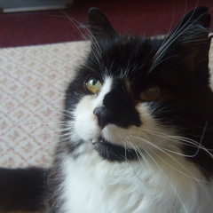 Perverse Galactic Experiments - Chronicles Of Loss (432hz)