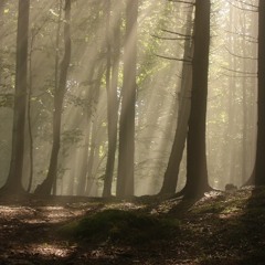 An unexpected magic forest