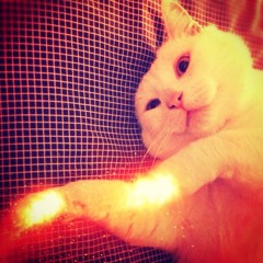 Alex Nomaklimato - Laser Cat Nights