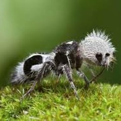 THE BALLAD OF INSECTOID MOLLY