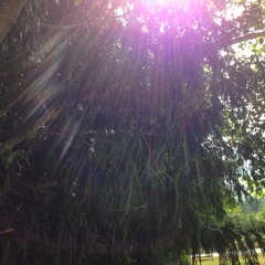 Wind, Trees Rustling, Bird Chirps, Construction, Ambiance, NT1A Test