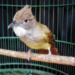 Burung Mania