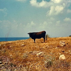 Lonely Bull