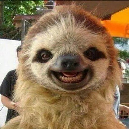 Let's Shake Your Ass