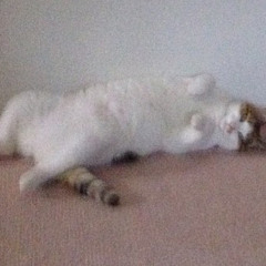 Motion Picture Soundtrack (Radiohead Cover)