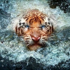 Rinkadink at Atherton