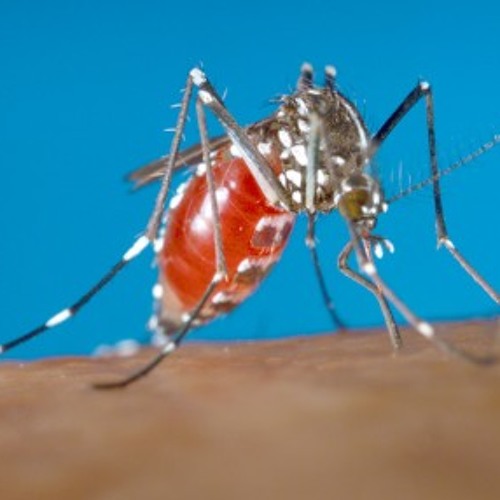 Mosquito-Borne Viruses Raise Public Health Concern