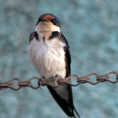 Ethiopian Swallow