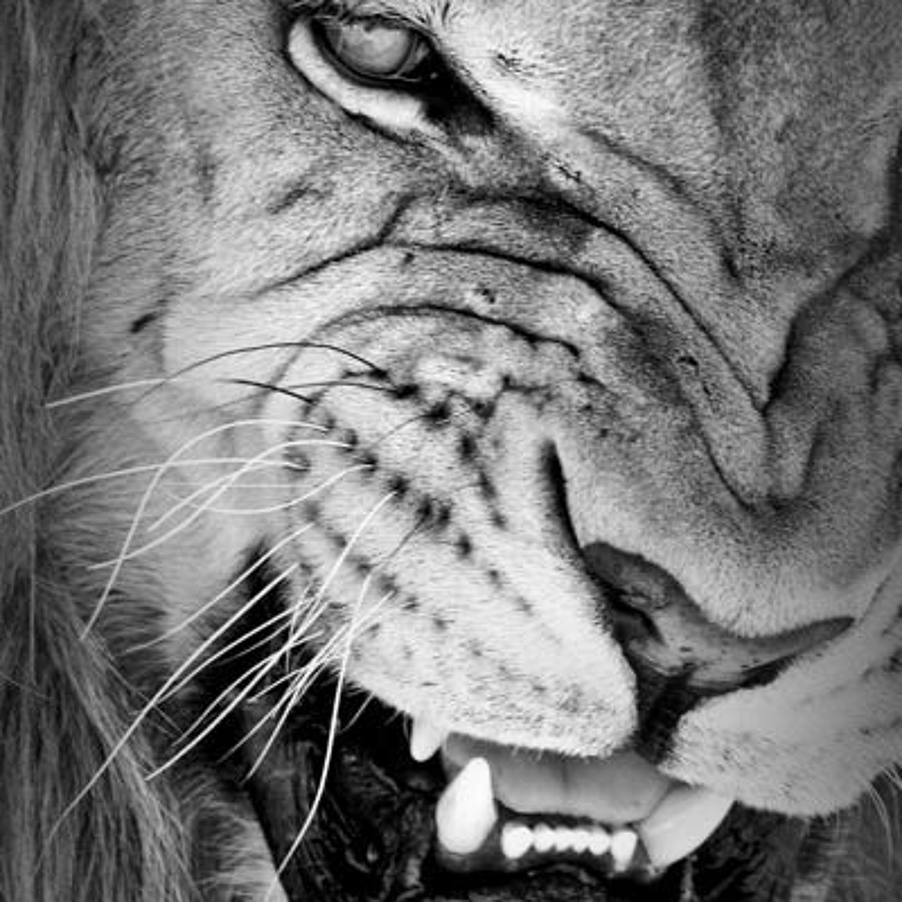 #LeoSeason episode artwork